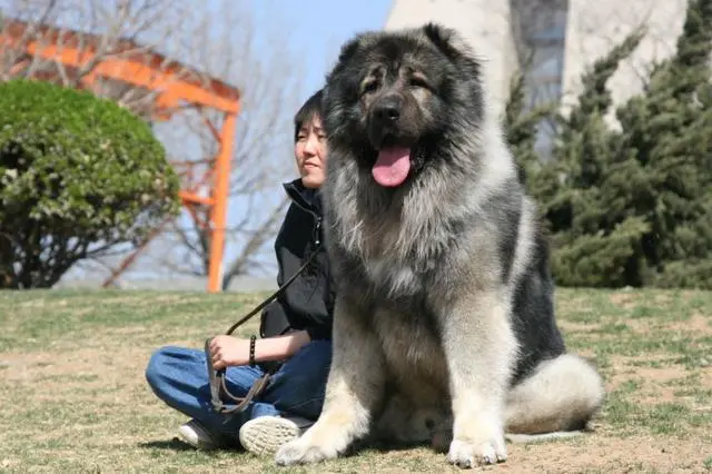 巨型犬家庭日常_巨型犬日常家庭护理_巨型犬饲养