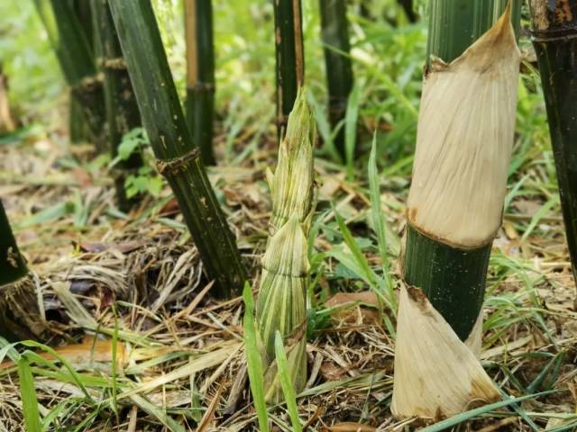 宝安潮汕美食打卡_宝安潮汕商会_宝安潮州菜